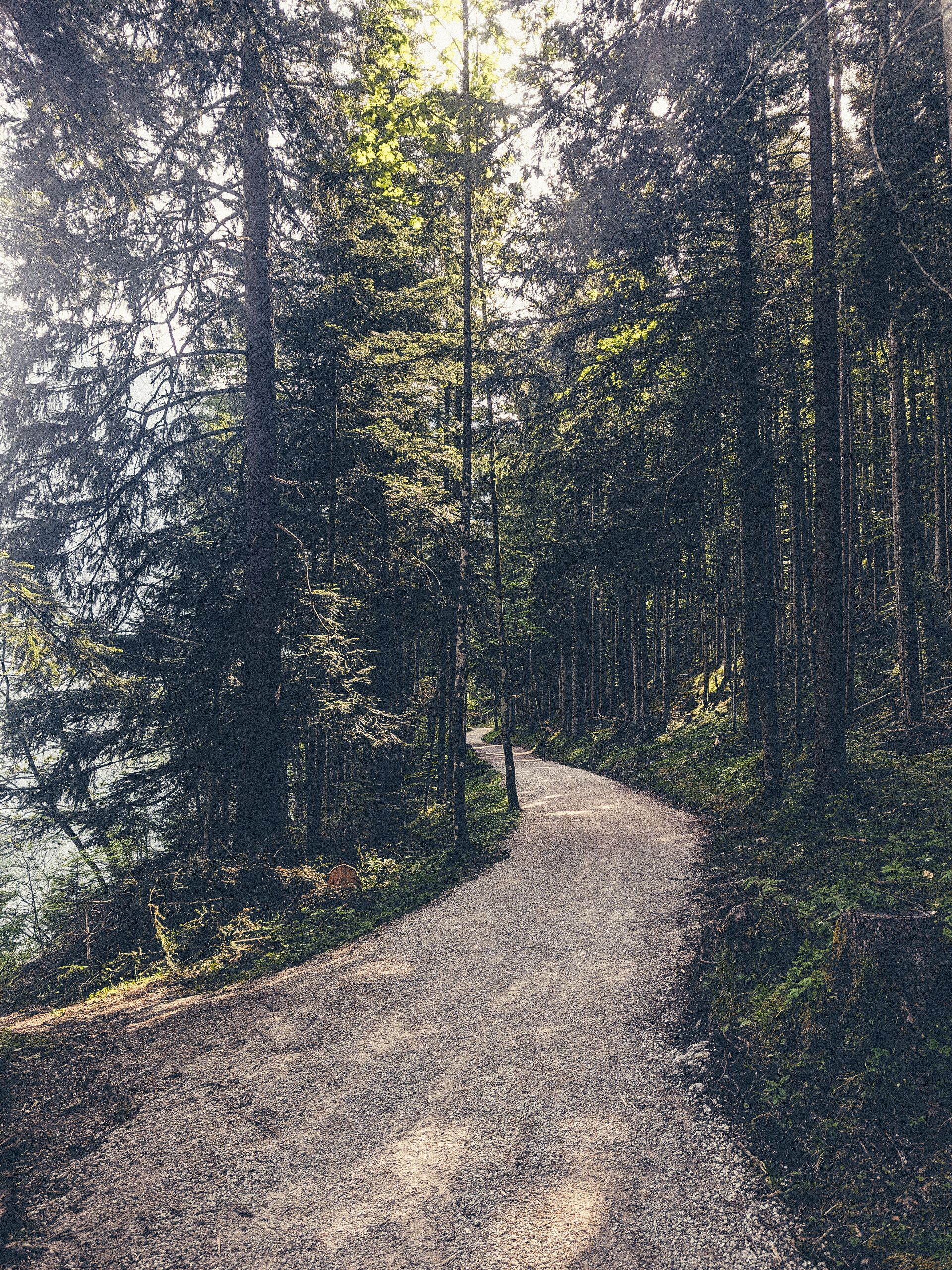 Serene Forest Path in Austrian Woodland · Free Stock Photo