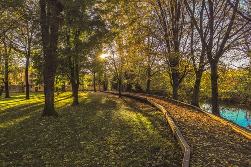 Free Serene autumn forest pathway with sunlight filtering through trees. Stock Photo