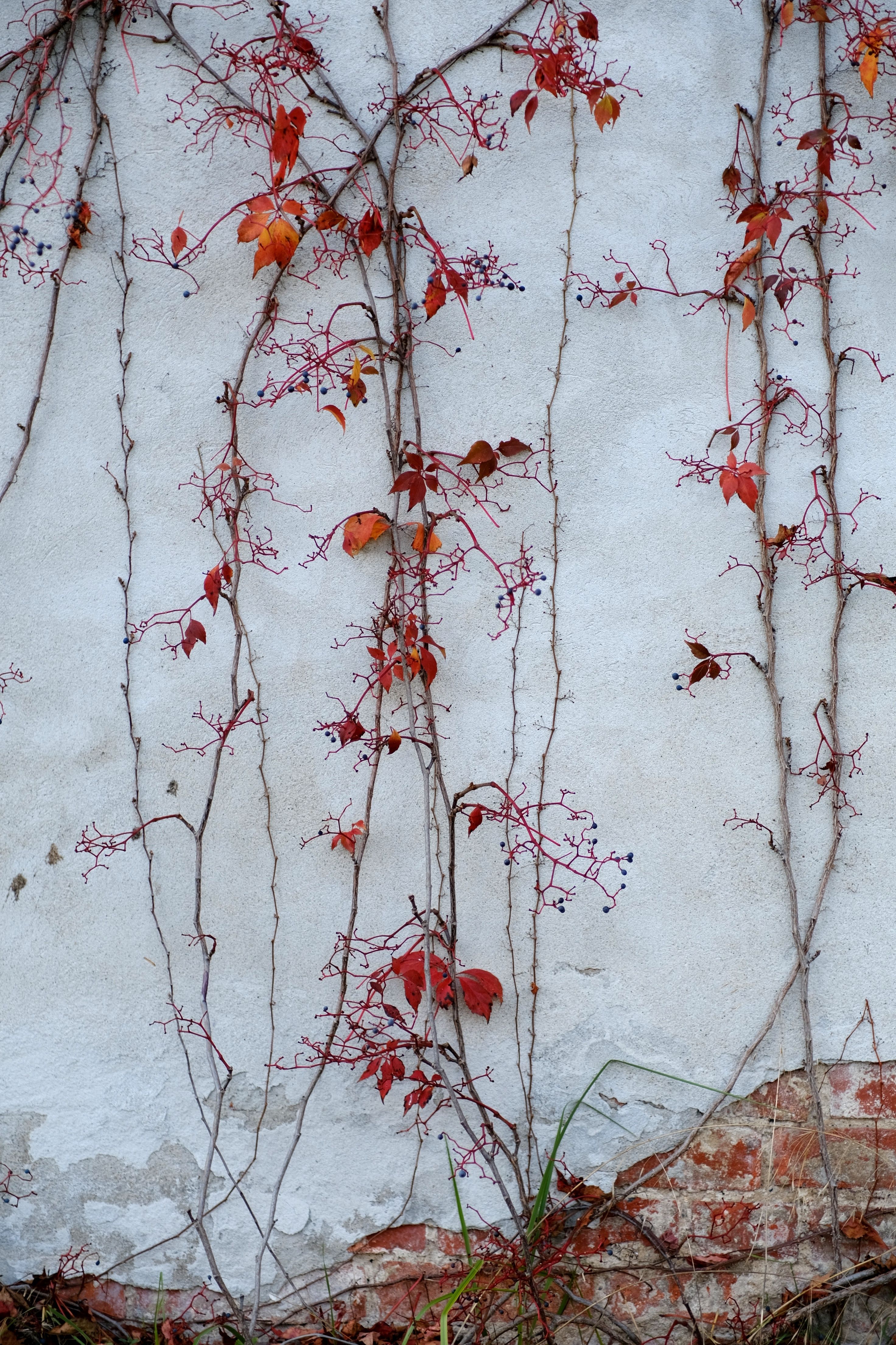 Retaining Wall