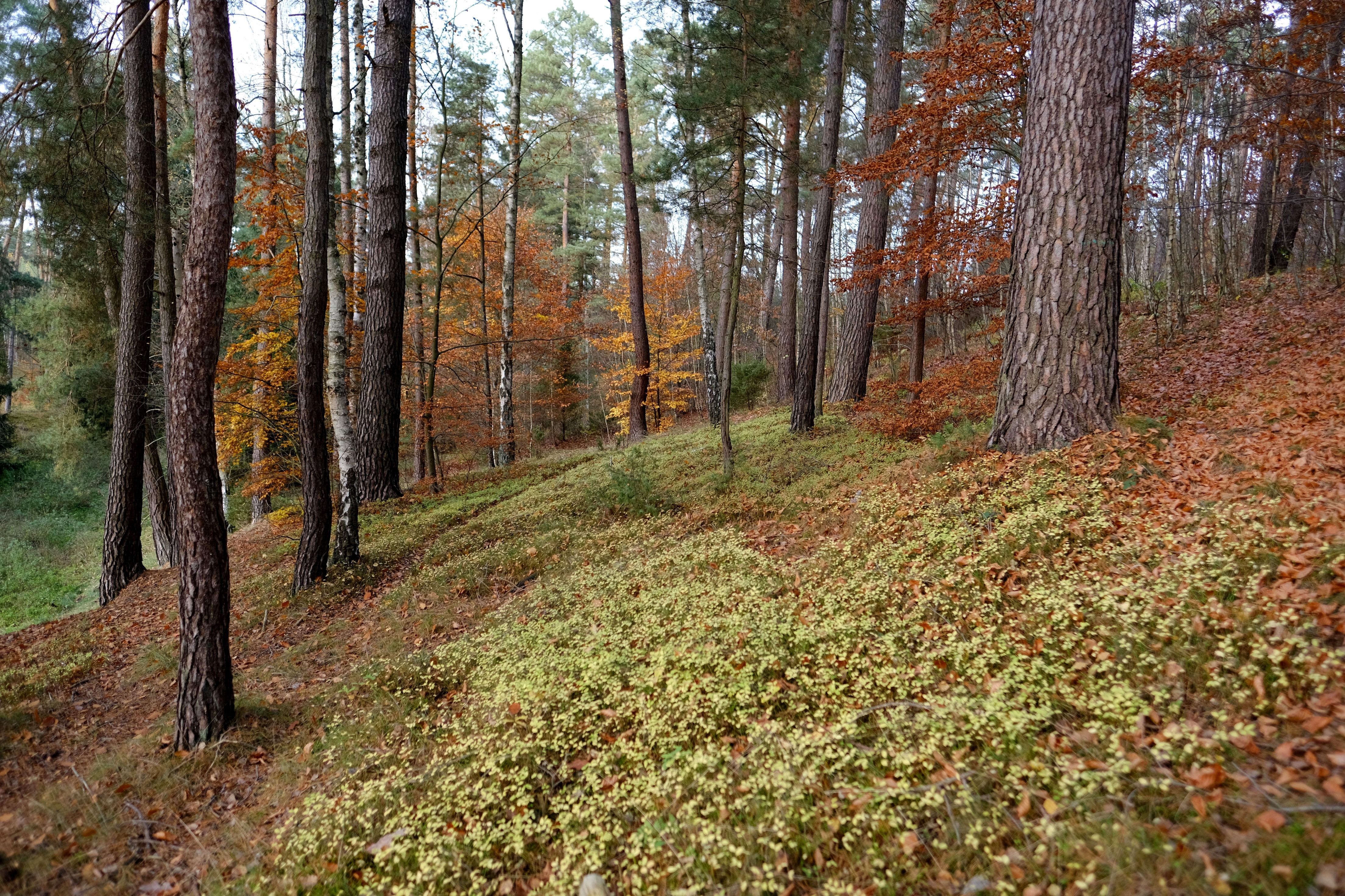 Waldhang mit heller Lichtkante