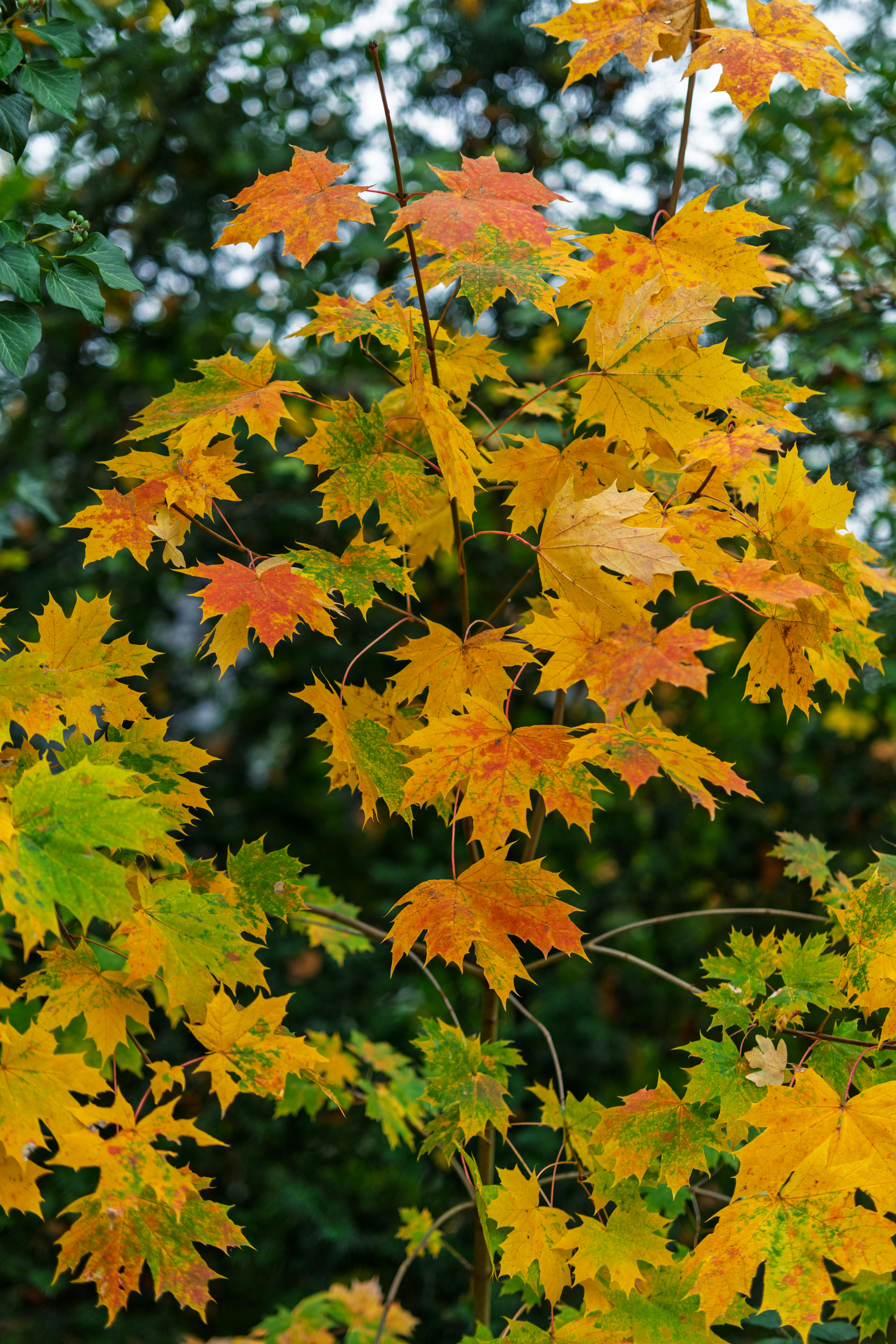 Common Tree Diseases in Charlotte, NC
