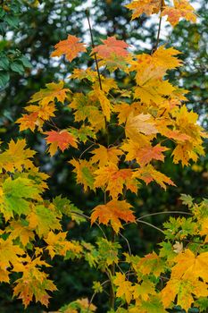 Close-up of colorful maple leaves in autumn, showcasing vibrant orange and yellow hues.