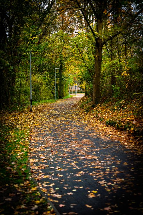 Free A tranquil forest path covered with fallen autumn leaves in a serene setting. Stock Photo