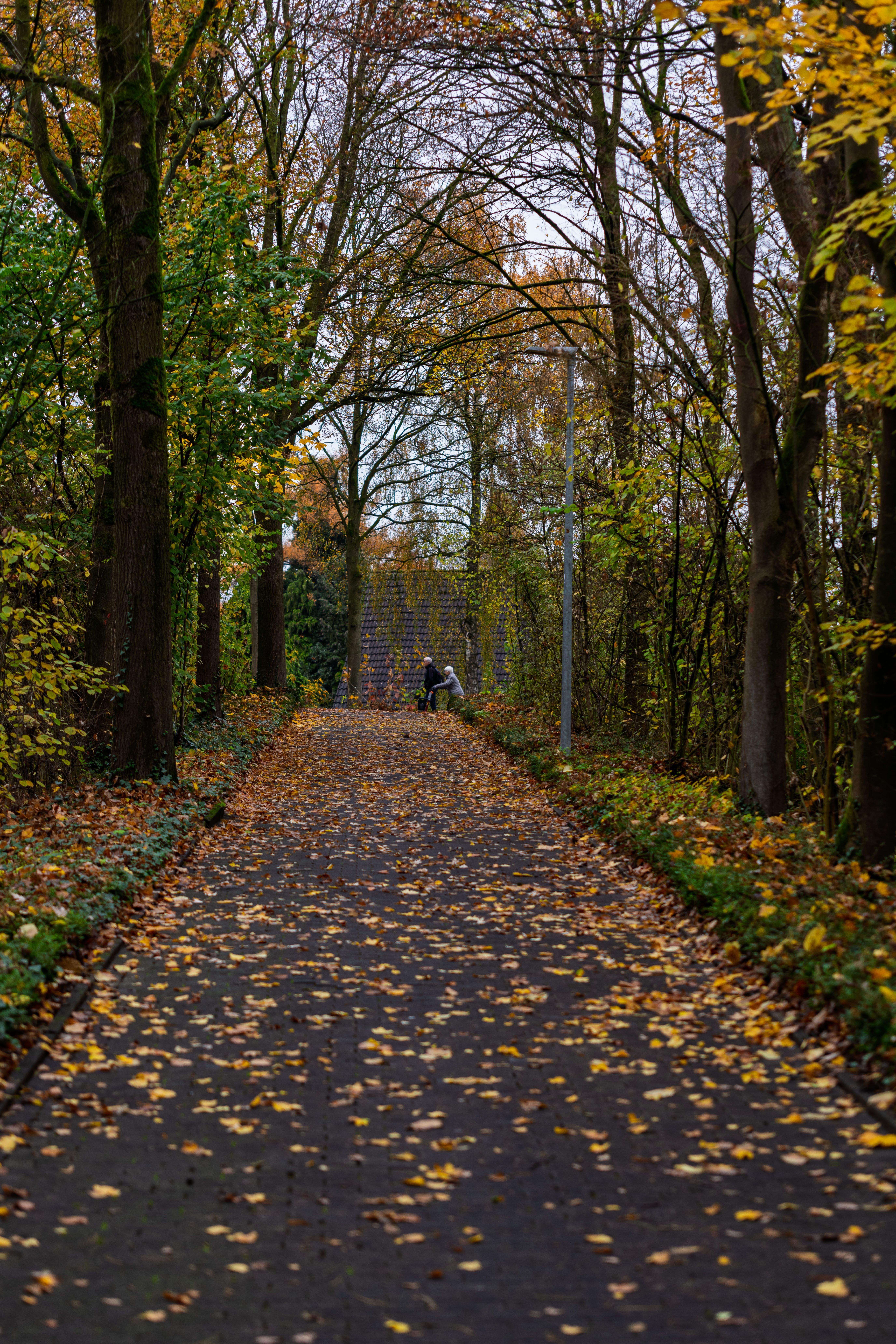 Peaceful Autumn Walkway in Vibrant Forest · Free Stock Photo