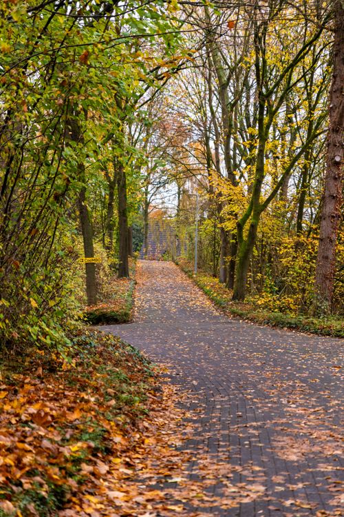 Free Peaceful tree-lined pathway with vibrant autumn foliage. Stock Photo