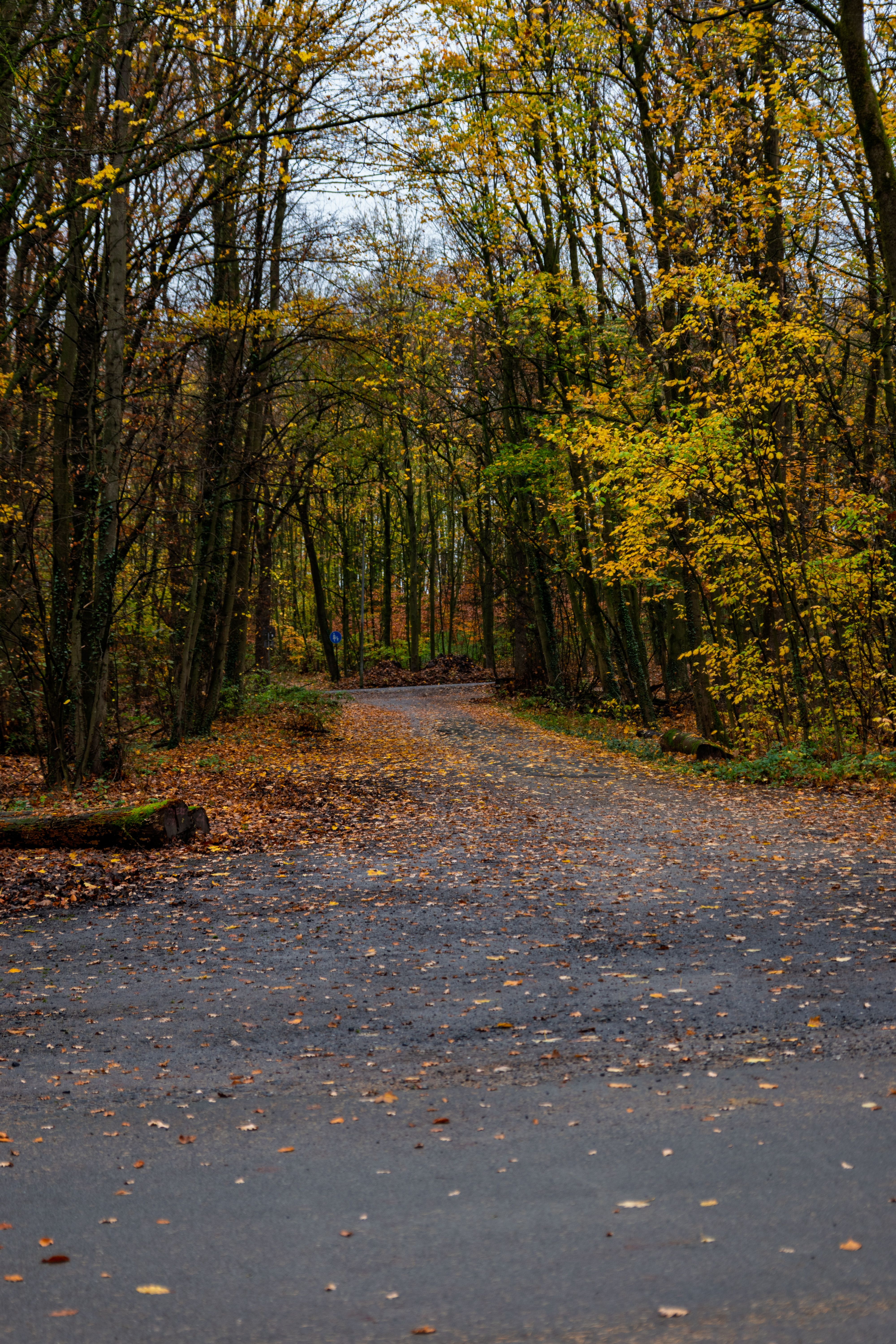 Serene Forest Path in Autumn · Free Stock Photo