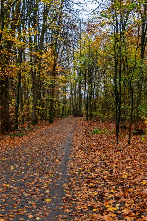 Free Serene forest path covered with golden autumn leaves, perfect for a peaceful walk in nature. Stock Photo