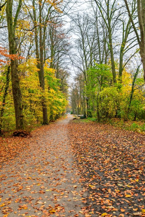 Beautiful Autumn Pathway Lined with Trees · Free Stock Photo