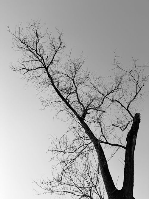 Free Artistic black and white photo of a leafless tree against the sky, highlighting nature's forms. Stock Photo