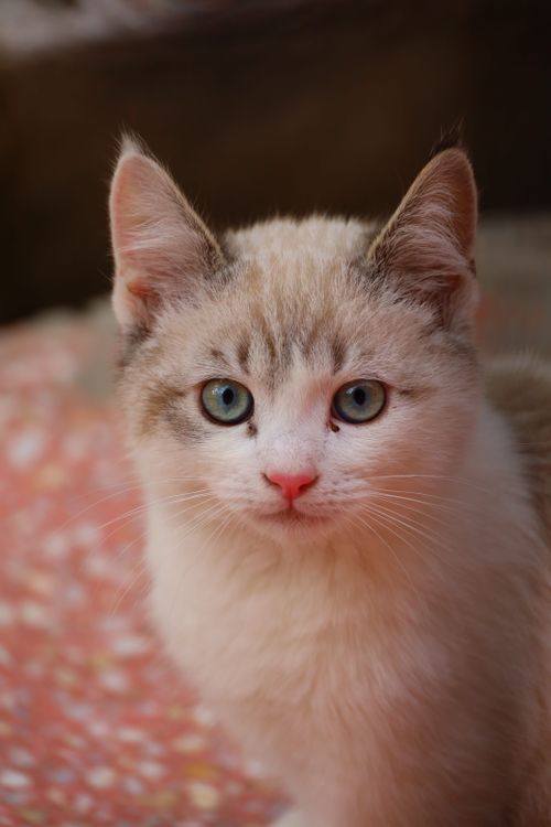 Free Close-up of a fluffy kitten with striking blue eyes on a cozy patterned blanket. Stock Photo