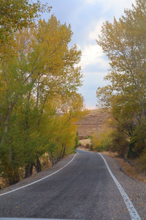 Free Peaceful rural road lined with autumn trees under a cloudy sky. Stock Photo
