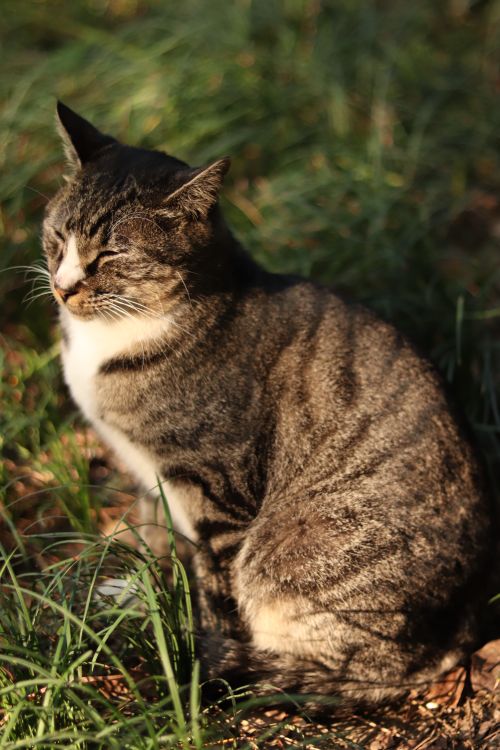 Free A serene tabby cat basking in the sun among lush grass, creating a peaceful outdoor scene. Stock Photo