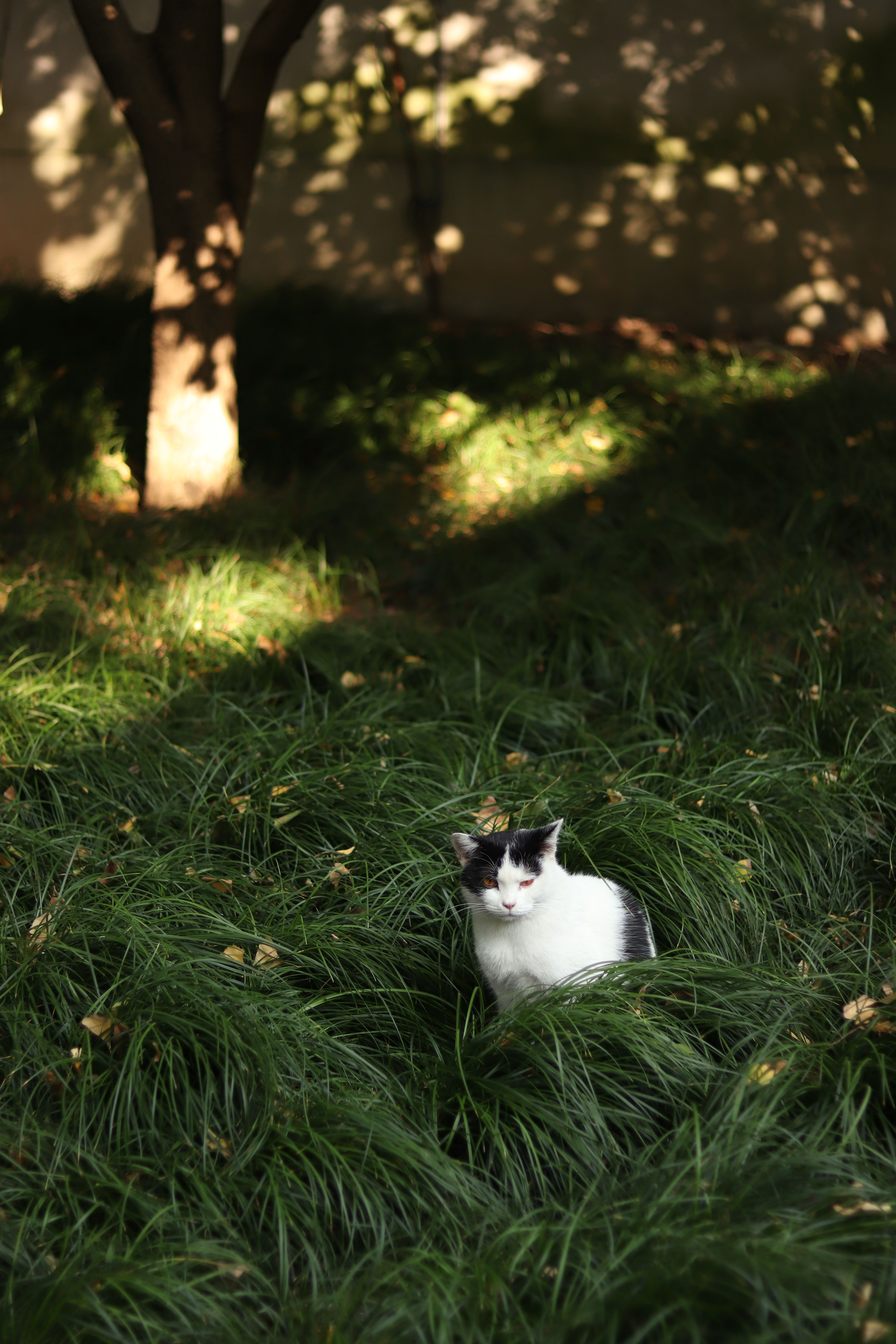 Black and White Cat Relaxing in Sunlit Garden · Free Stock Photo