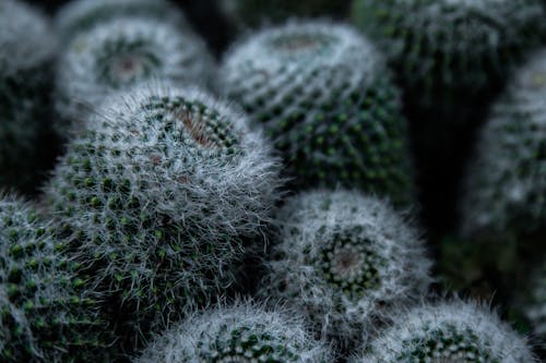 Immagine gratuita di avvicinamento, cactus, foto del laptop