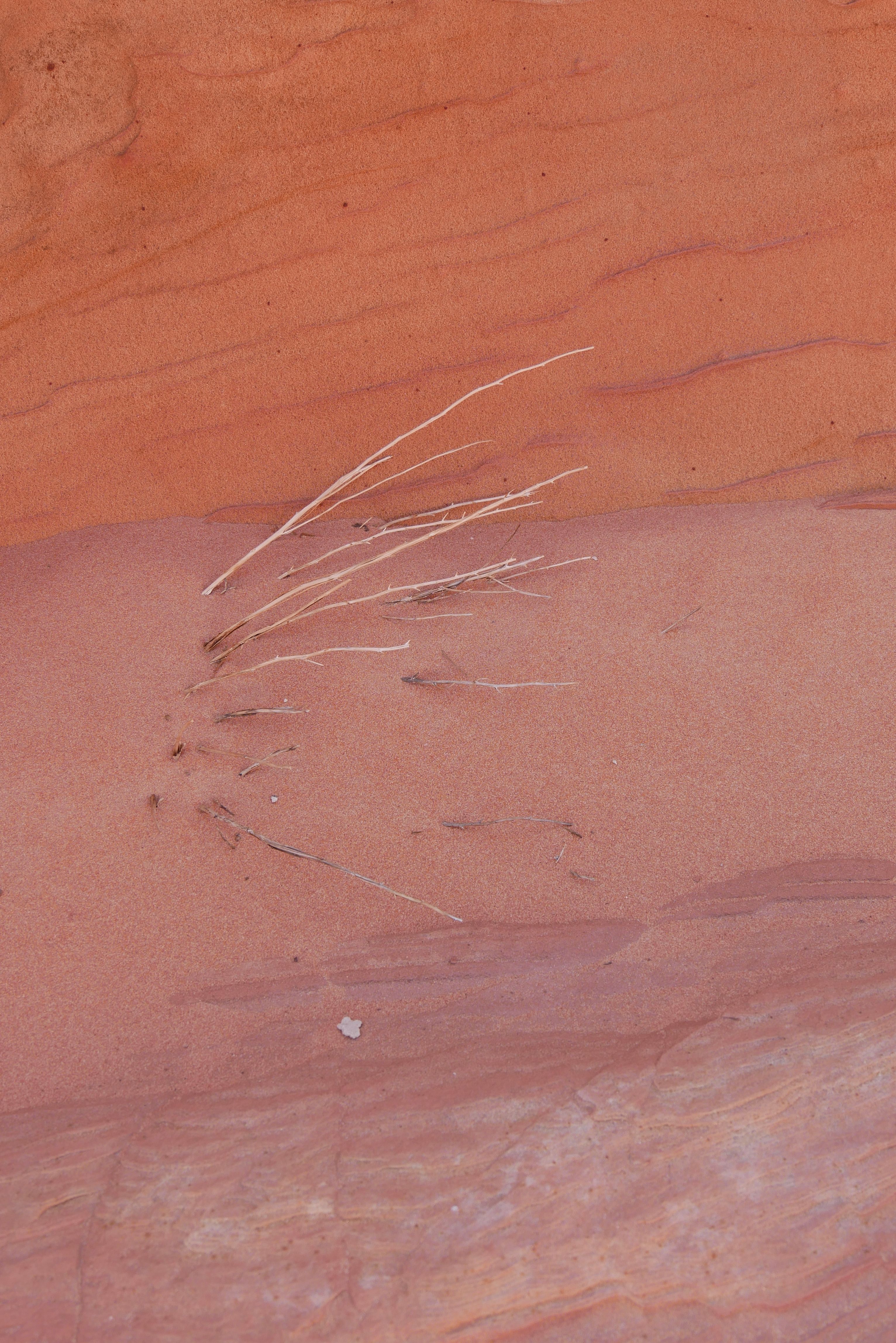 Close detail of weathered red rock and dry desert grass at ground level in bright daylight