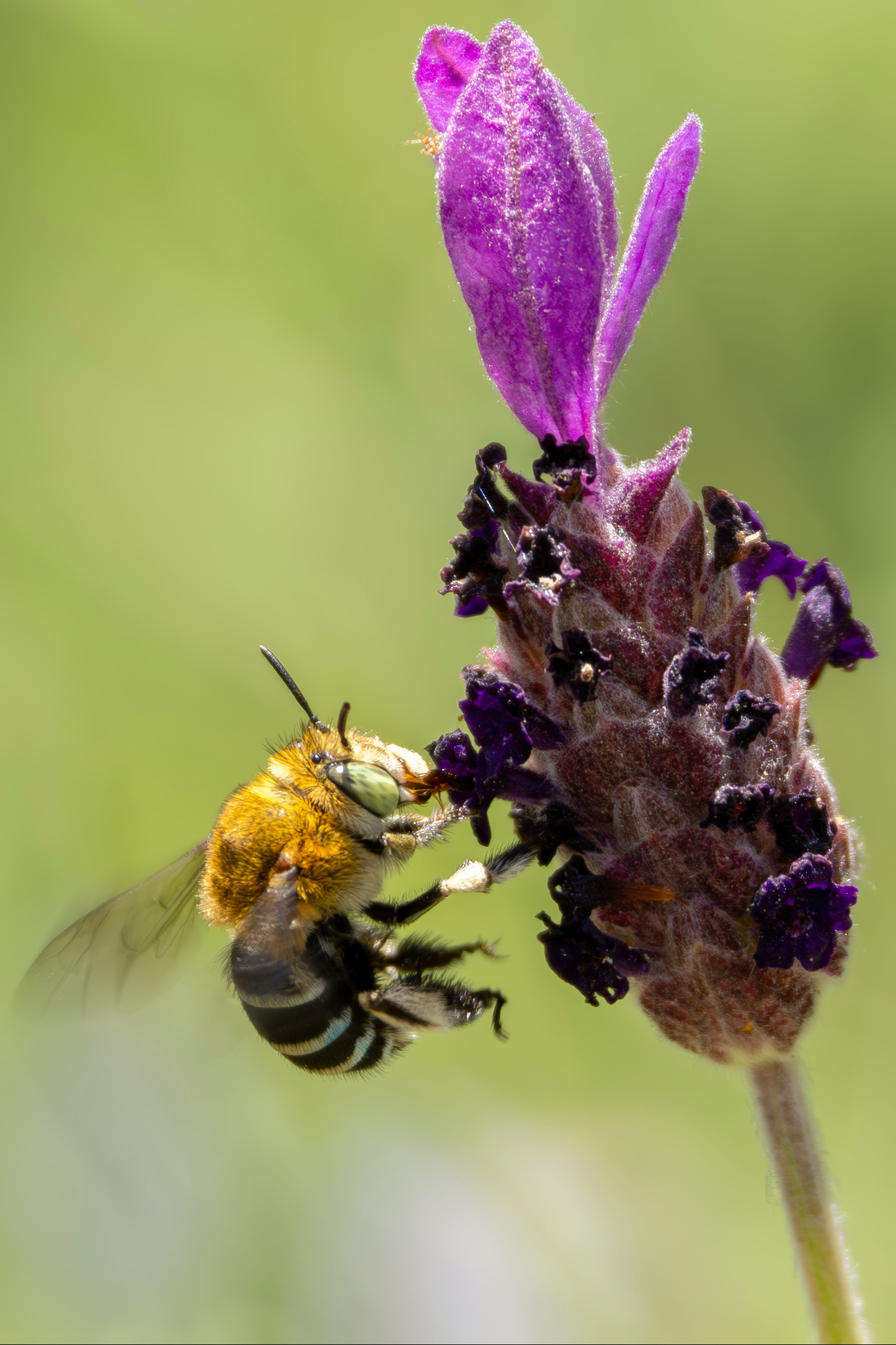 Blue Banded Bee Pollinating Lavender Flower · Free Stock Photo