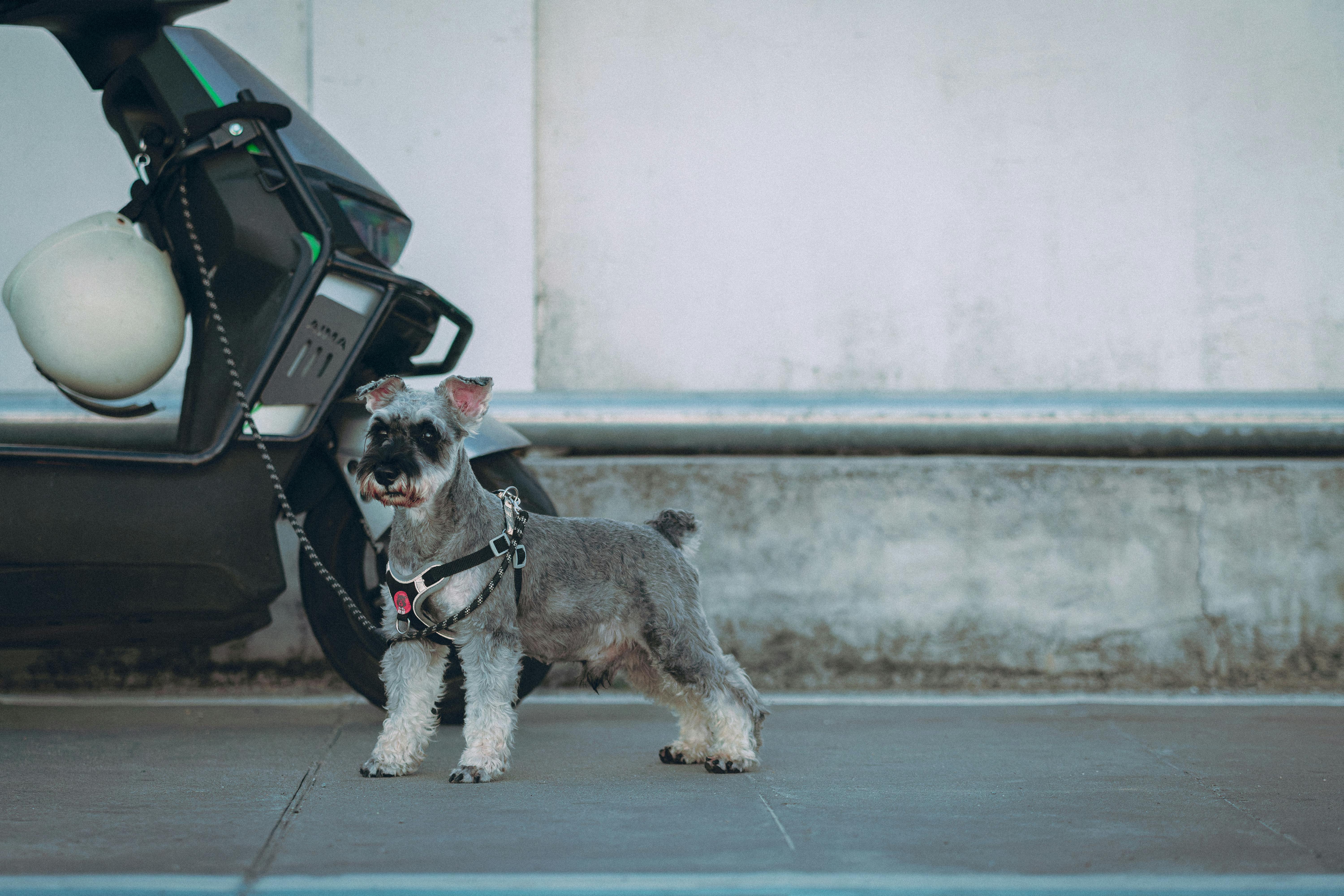 Rechargeable Pet Electric Toys Market Trends in AI-Driven Companion Animal Technology — Photo by Matthew Jesús on Pexels