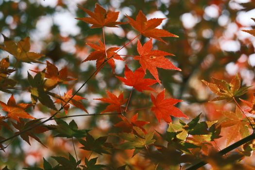 Close-up of colorful autumn maple leaves with sunlight filtering through, showcasing nature's transition.