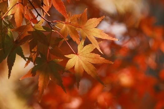 Close-up of vibrant autumn maple leaves with soft blurred background, capturing fall essence.