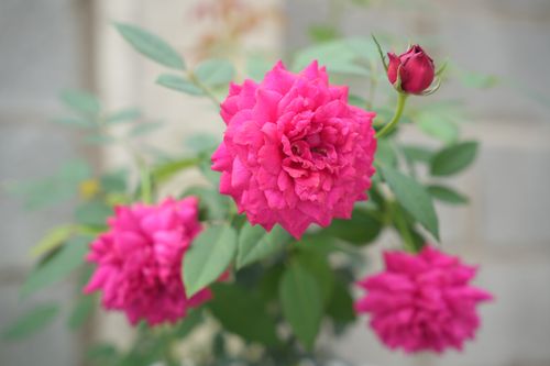 Free Beautiful close-up of pink roses with lush green leaves in a serene outdoor setting. Stock Photo