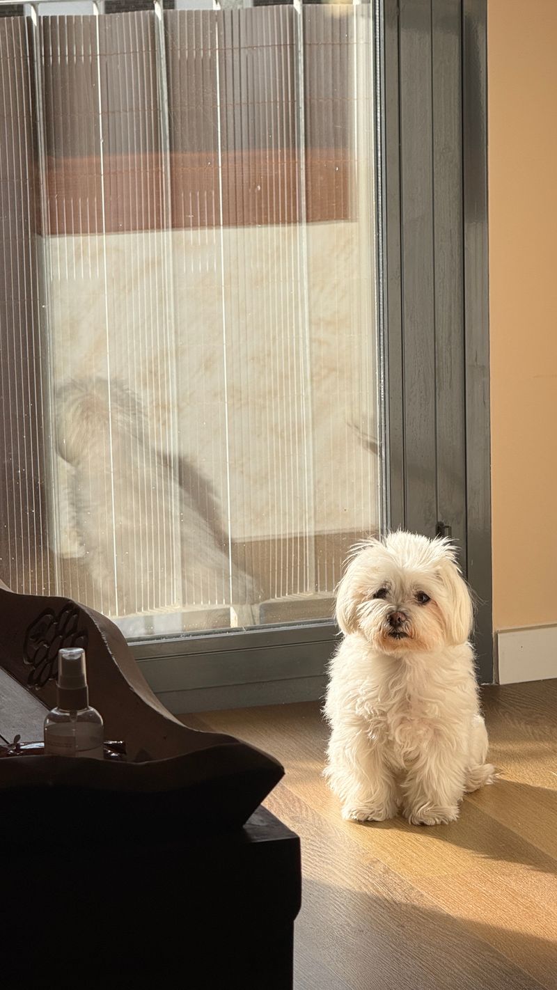Jasper - photo 1
