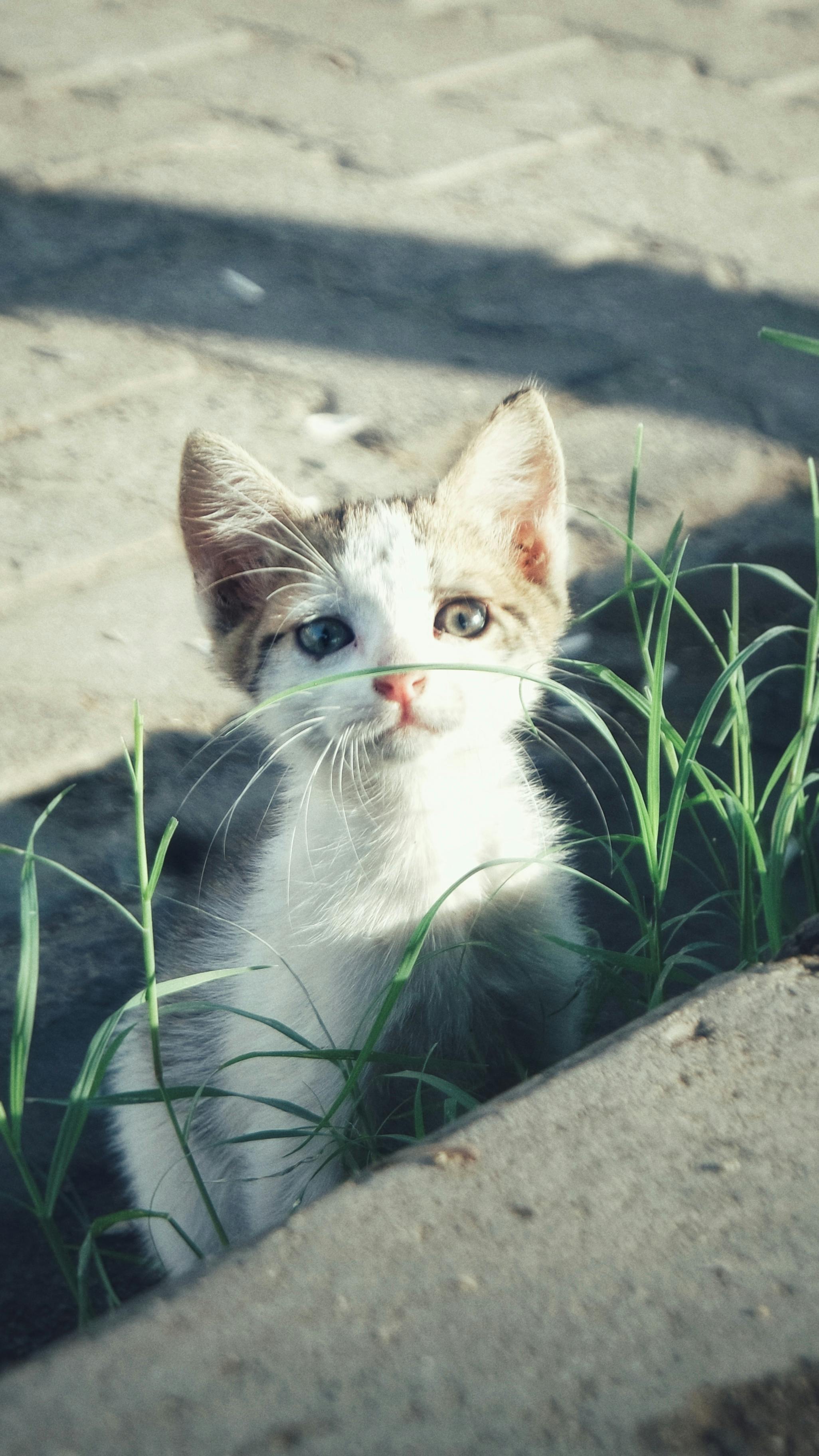 small garden diagram