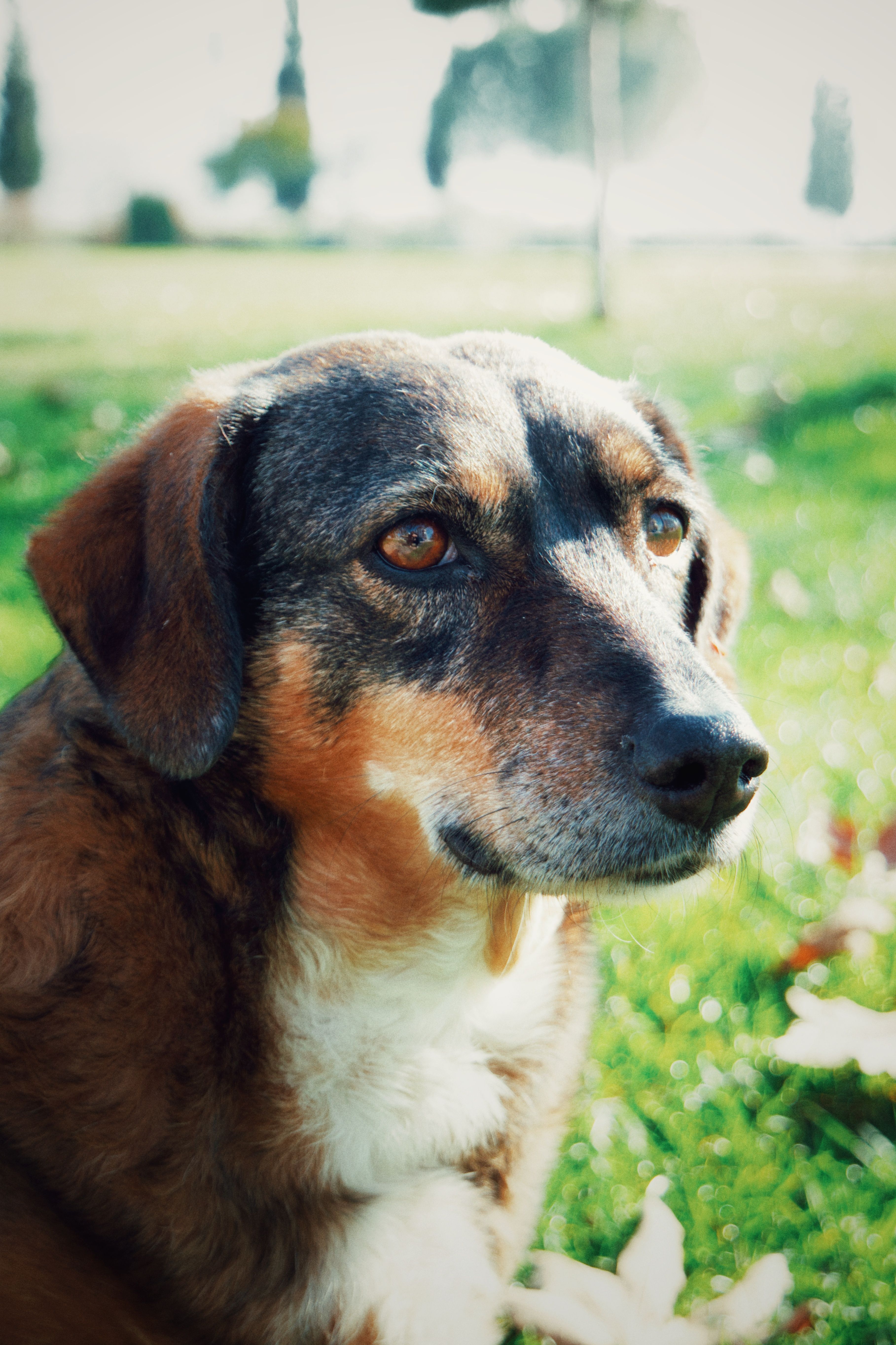 Close-up Portrait of a Brown and White Dog Outdoors · Free Stock Photo