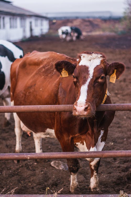 Vaca Em Cerca De Madeira Marrom