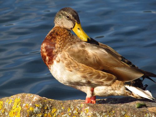 Free A mallard duck with vibrant plumage perched on a rock beside a tranquil body of water. Stock Photo