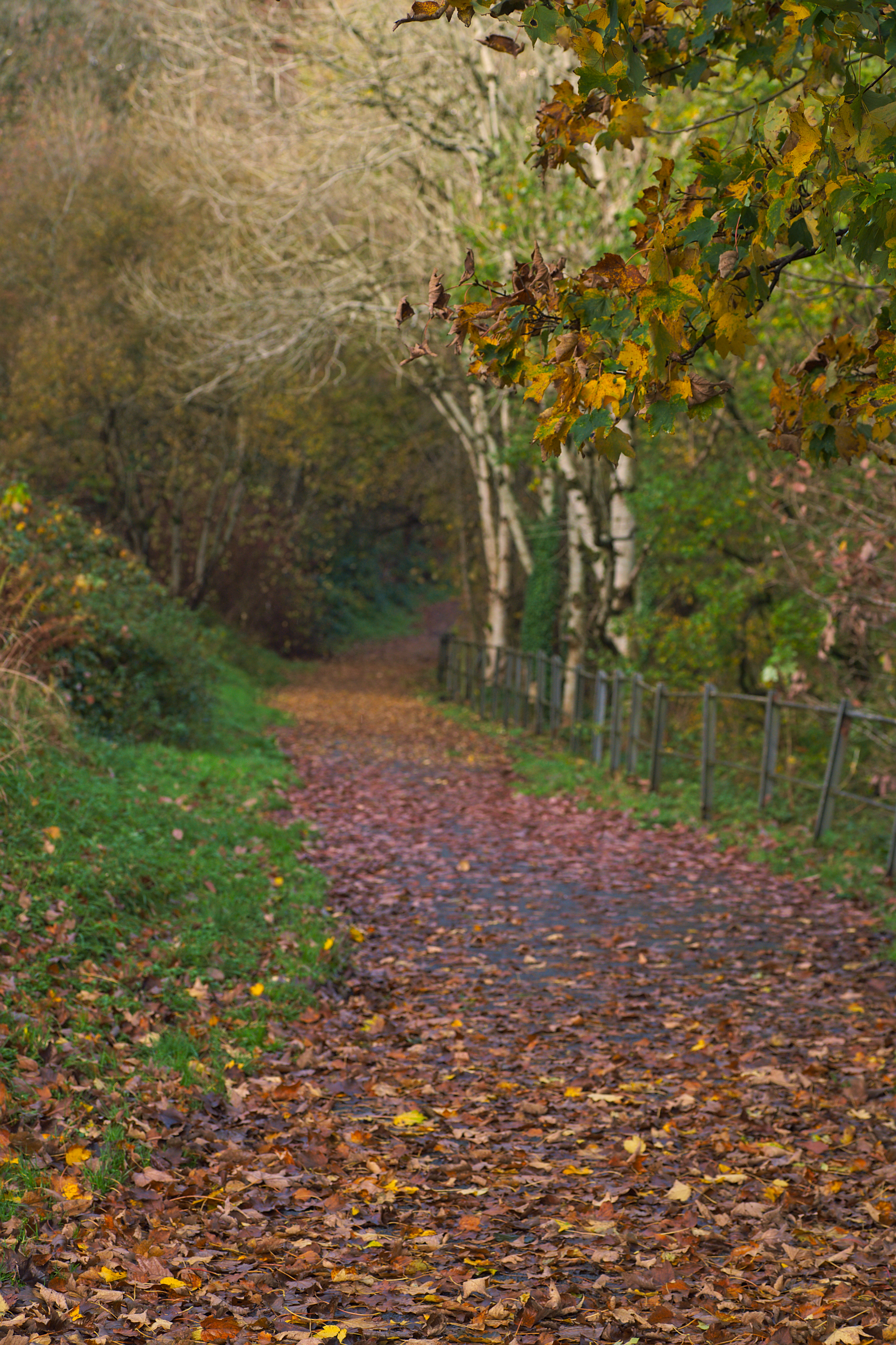 Scenic Autumn Pathway in Vibrant Forest Setting · Free Stock Photo