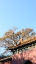 Traditional Chinese Architecture with Autumn Trees