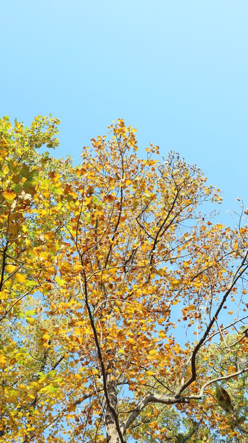 Free Vibrant autumn foliage with golden leaves set against a clear blue sky. Stock Photo