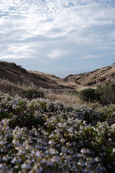 Tranquil scene featuring wildflowers, rolling hills, and cloudy sky in a natural setting.