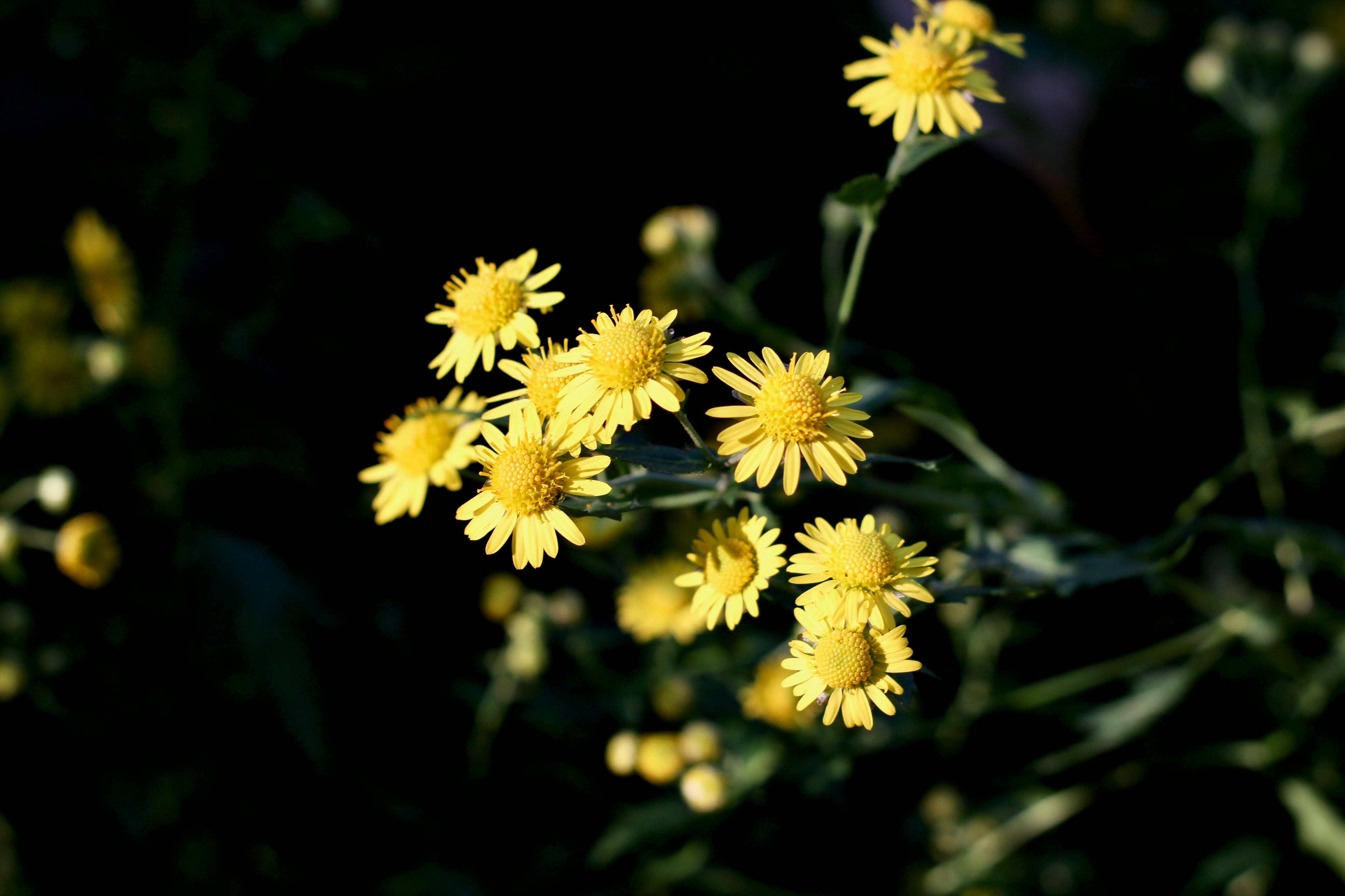 2025富岡鐵道藝術生活節登場！桃園仙草花海與總統花車體驗必看攻