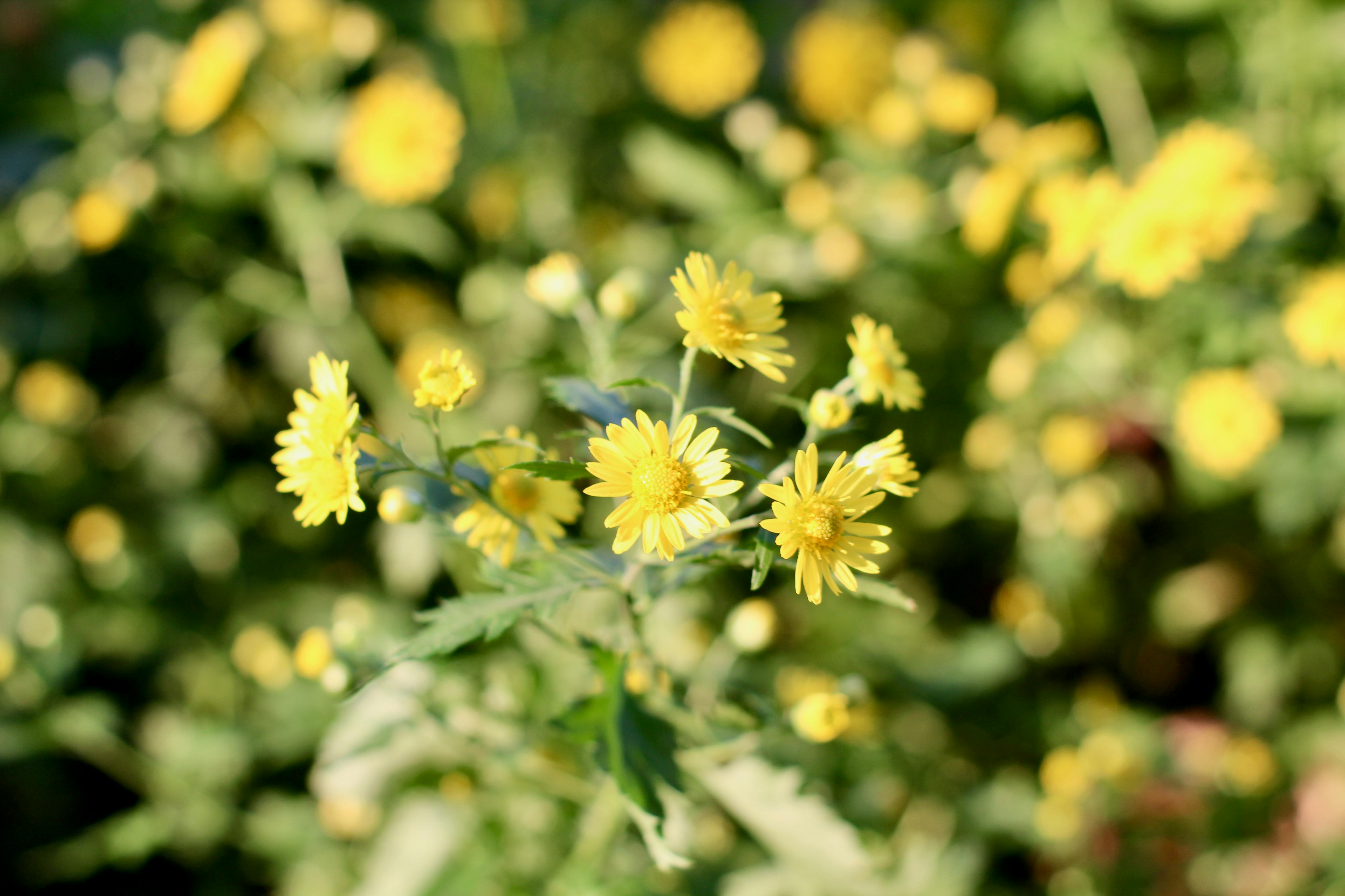 2025富岡鐵道藝術生活節登場！桃園仙草花海與總統花車體驗必看攻