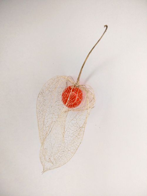 Free Detailed image of a delicate Physalis fruit with its skeletal husk exposed. Stock Photo