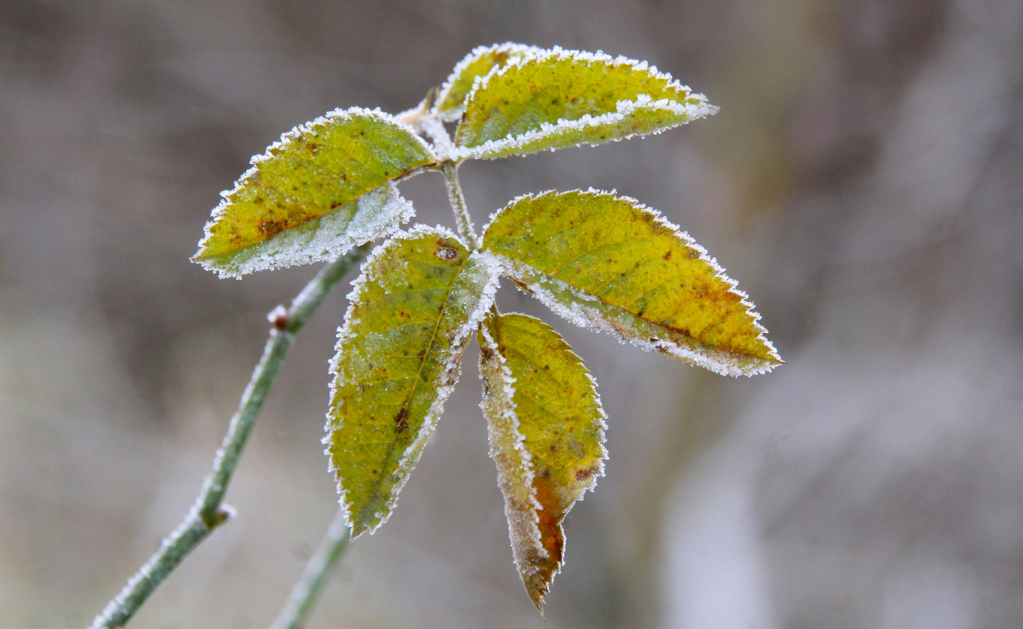 Close-up of frost-covered leaves in winter, highlighting natural textures.