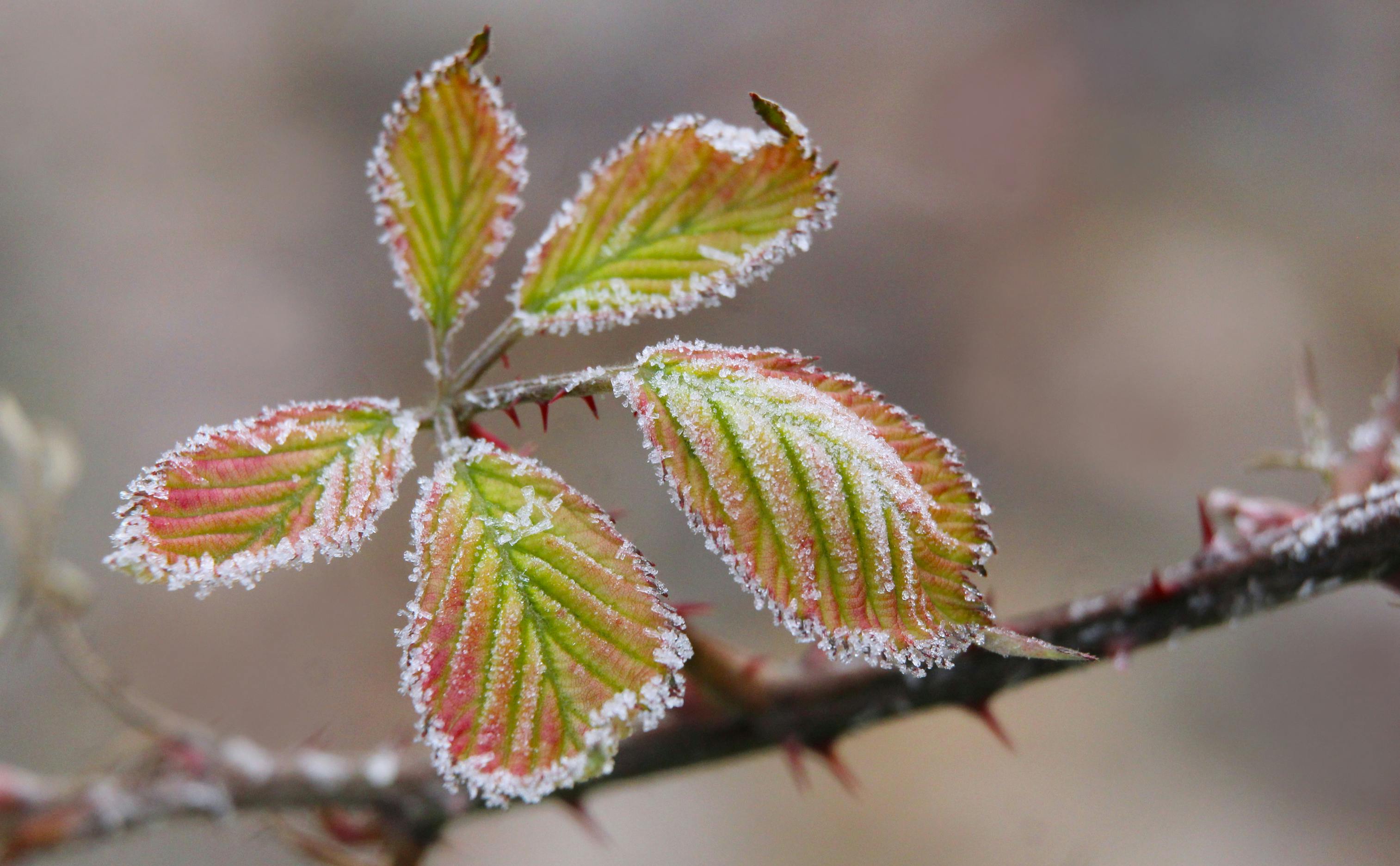 Close-up of frost on colorful leaves signifies early winter chill.