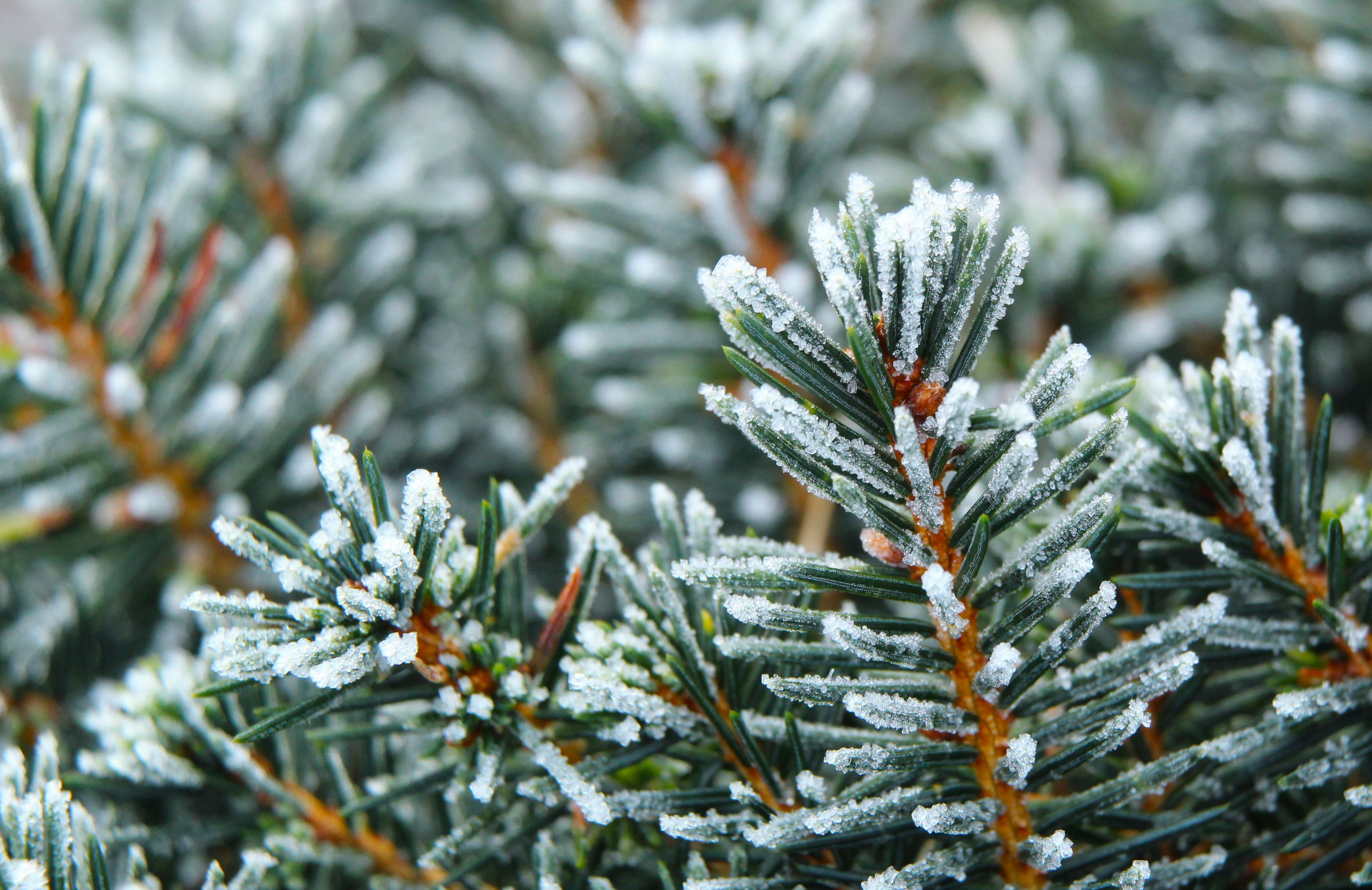 Close-up of Frosty Pine Needles in Winter · Free Stock Photo