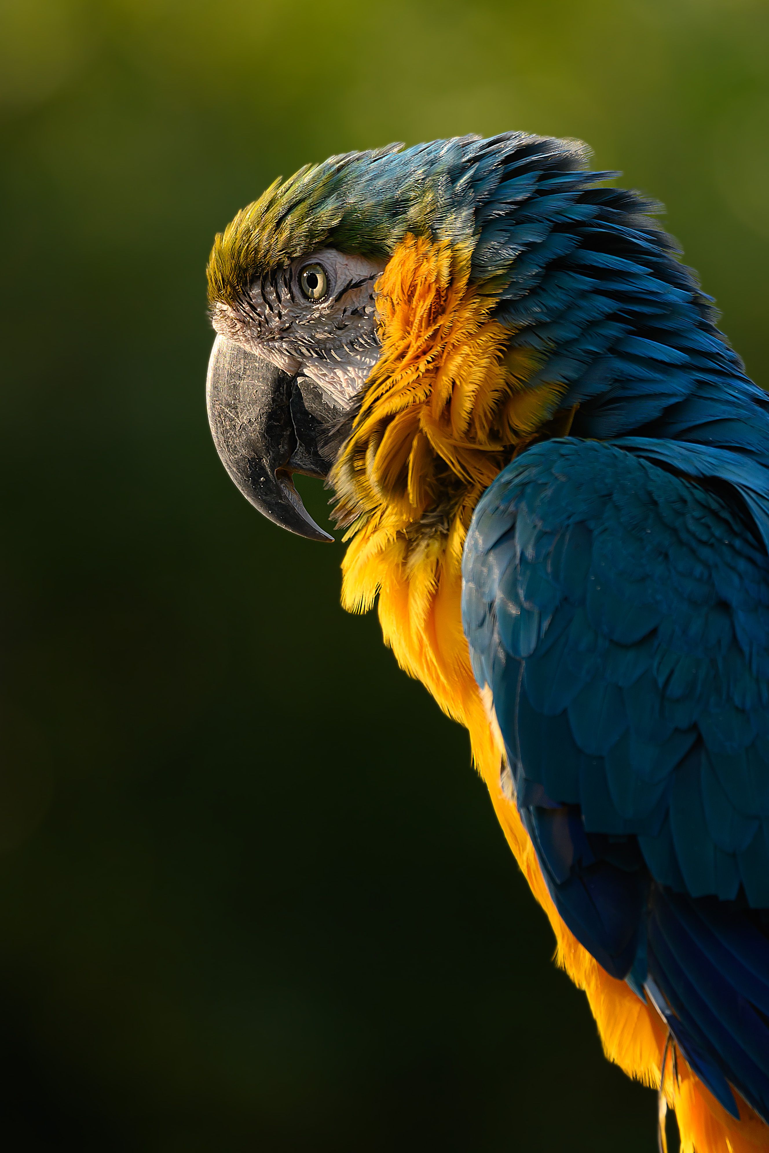 Close-up shot of a colorful and vibrant blue and yellow macaw parrot outdoors.