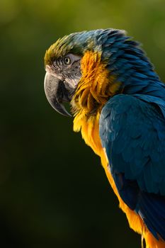 Close-up shot of a colorful and vibrant blue and yellow macaw parrot outdoors.