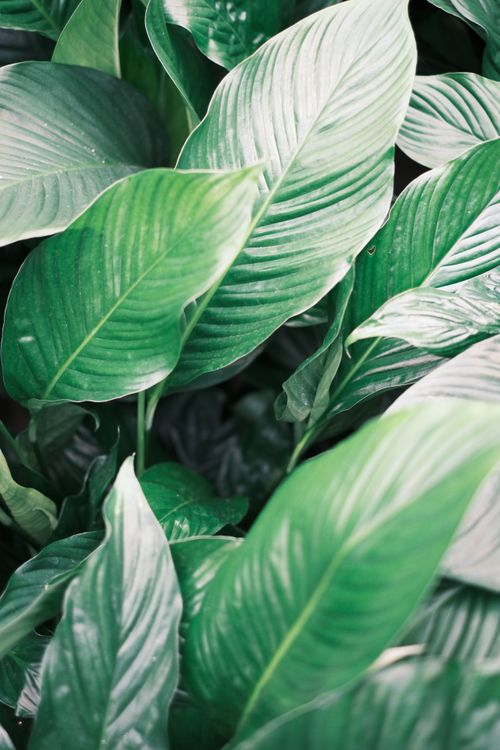 Free Vibrant green peace lily leaves create a lush, tropical ambiance. Stock Photo