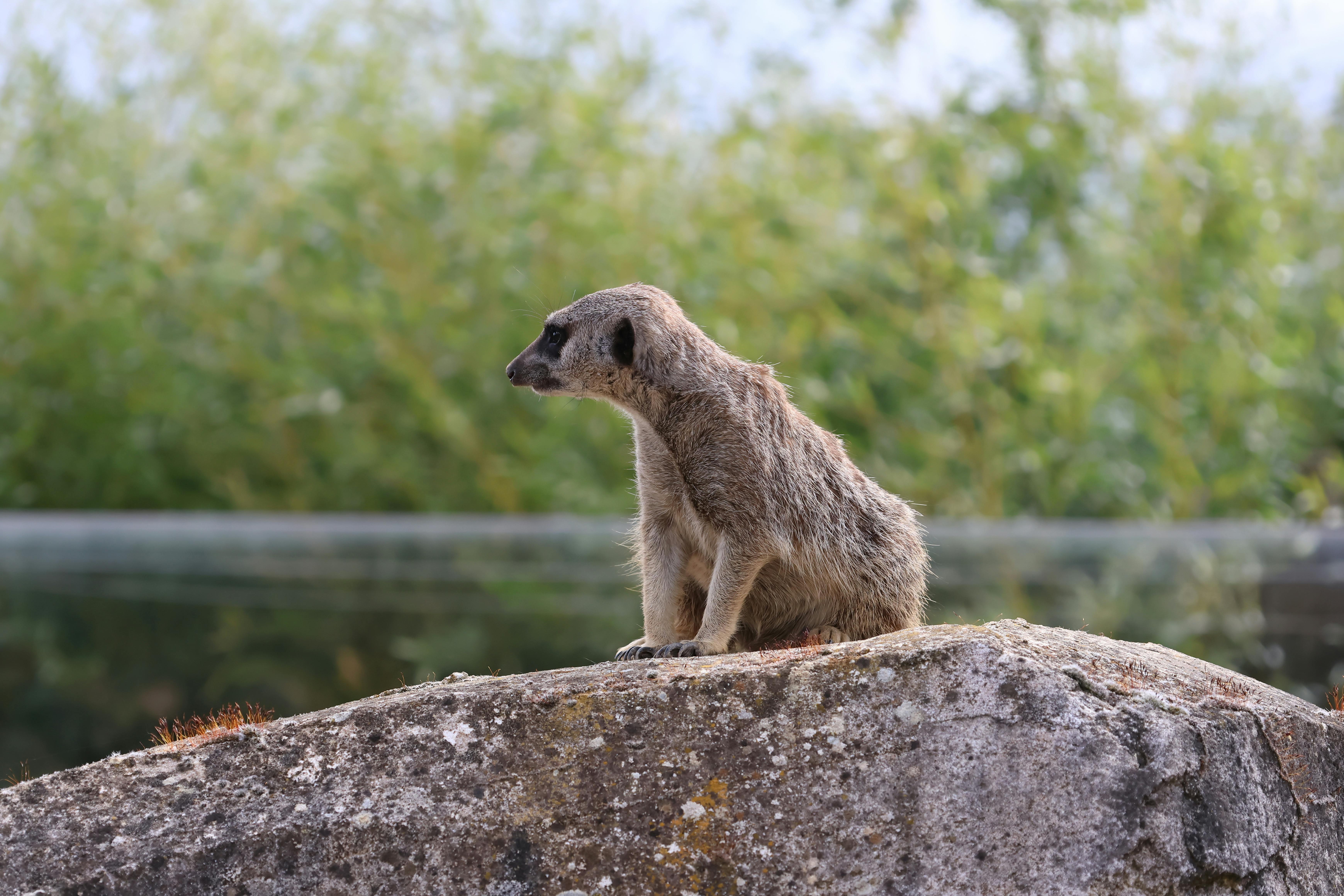 Understanding Orwellian Control: The Power of Surveillance and Authority