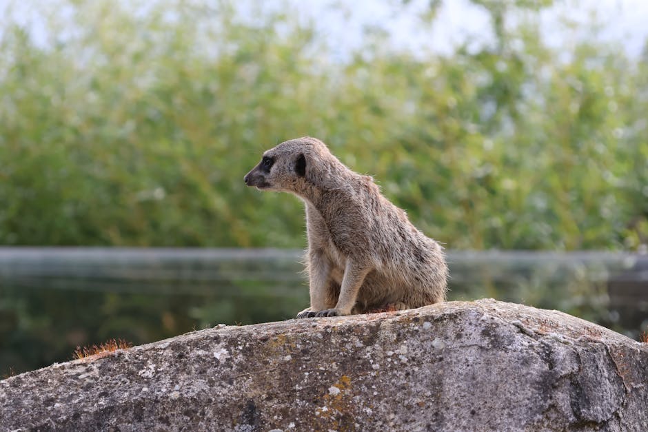 Suricate en Alerte sur un Rocher Un groupe de suricates attentifs sur un rocher, symbolisant la vigilance nécessaire pour un voyage serein en Afrique.