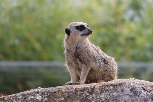 Free A meerkat perched on a rock with a blurred natural background. Stock Photo