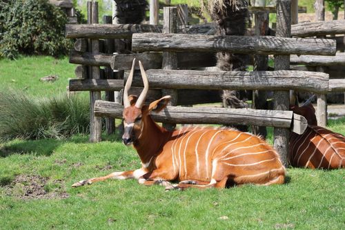 Free A Bongo antelope relaxing in a grassy zoo enclosure on a sunny day. Stock Photo