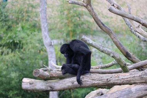 Free A chimpanzee sits calmly on a tree branch in a lush green outdoor setting. Stock Photo