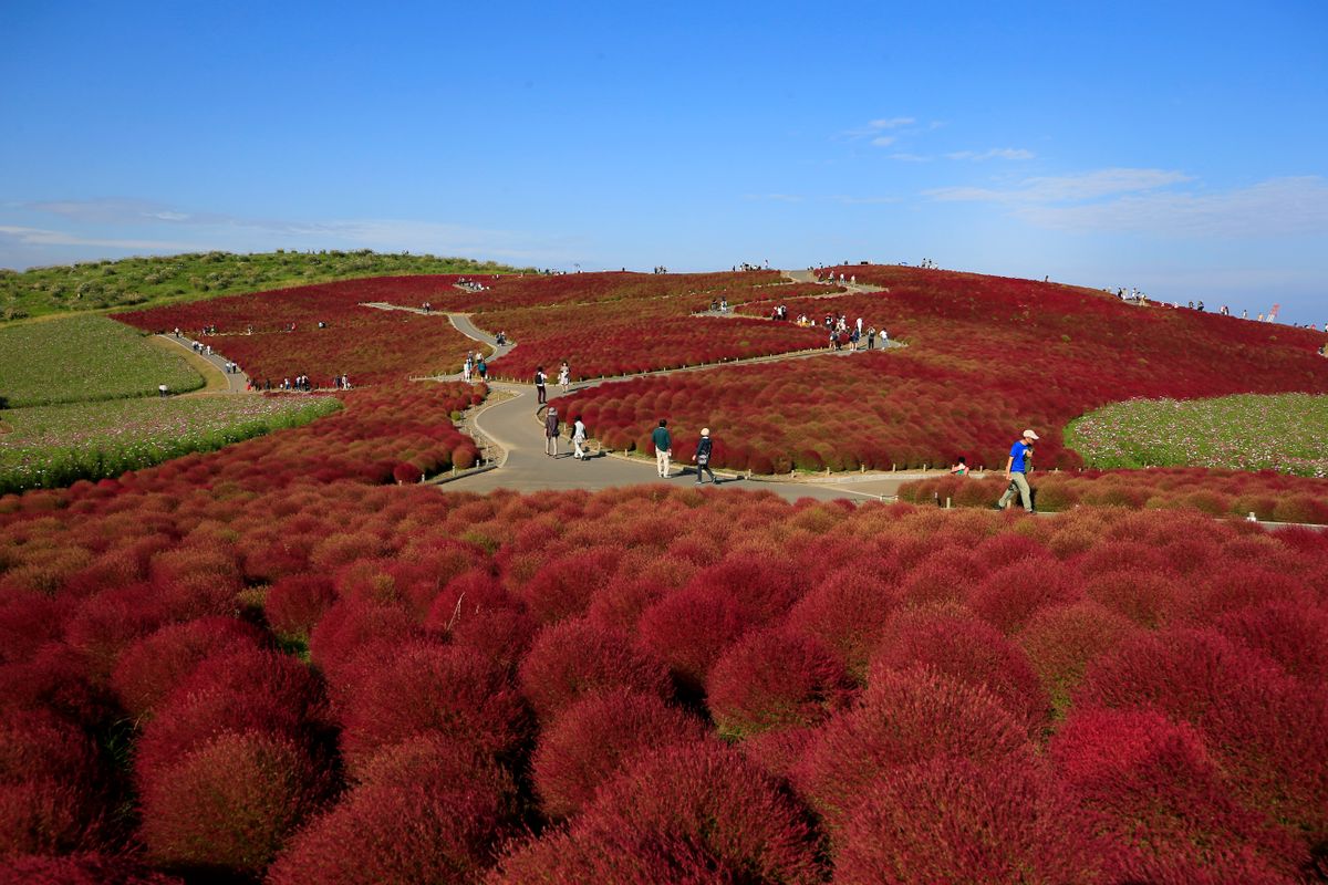 The beautiful red kochia hill at Hitachi Seaside Park, Ibaraki — autumn at the famous flower park