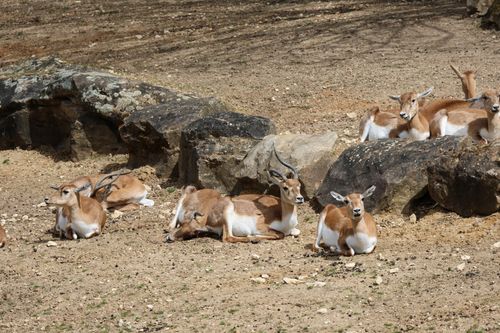 Free Group of blackbuck antelopes resting on rocky terrain under the sun. Stock Photo