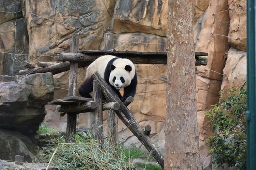 Leshan Giant Buddha day trip — Chengdu